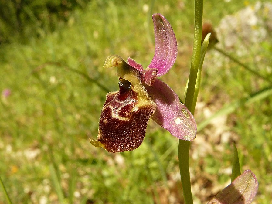 Variabilita'' di Ophrys holosericea (=O. fuciflora)....